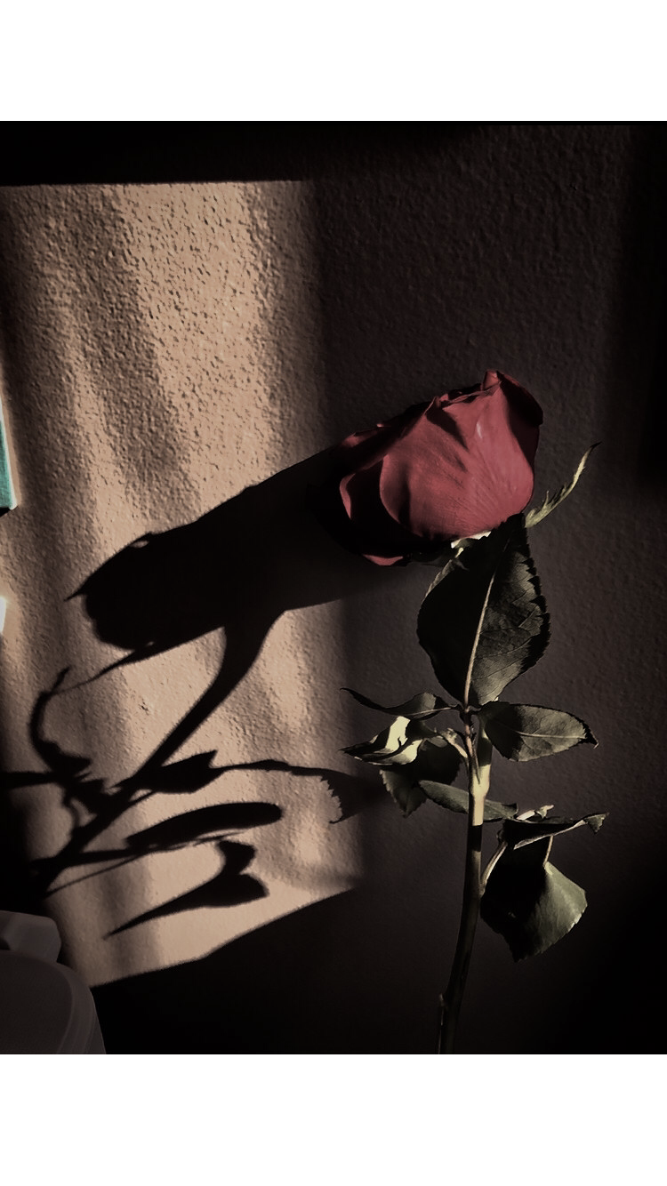 this is a picture of a rose and its shadow, saturation lowered