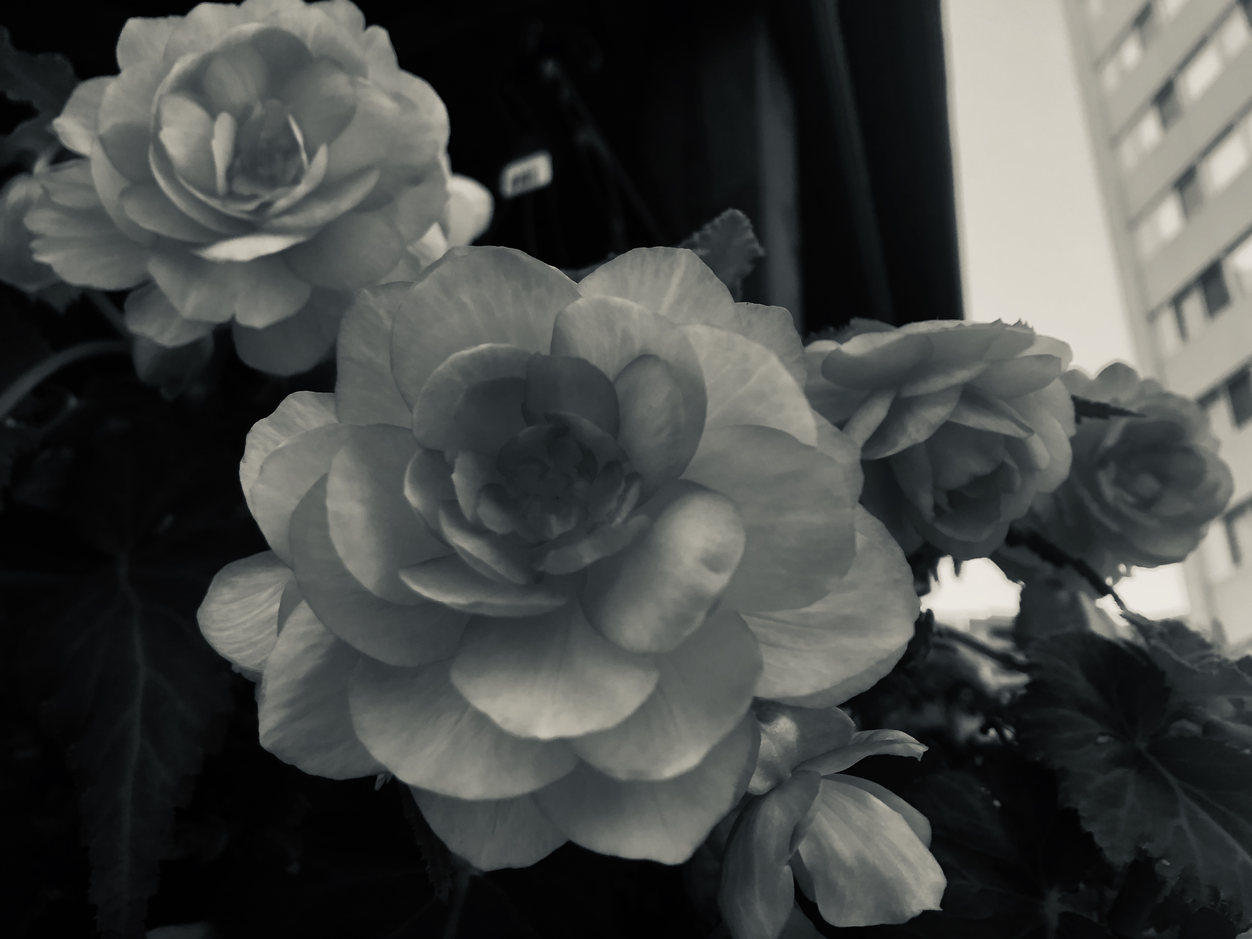 This is a grey scaled picture of flowers